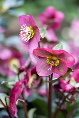 Website/Plants/1040087262/Images/eyJidWNrZXQiOiJzMy5wbWEuY29tLmF1Iiwia2V5IjoiQ29tYmluZWQvSF9Bbm5hc19SZWRfR2FyZGVuLi0wOC4wLmpwZyIsImVkaXRzIjp7InJlc2l6ZSI6eyJ3aWR0aCI6bnVsbCwiaGVpZ2h0Ijo0MDAsImZpdCI6ImNvdmVyIn19fQ==.0.jpg