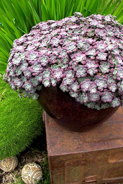 Website/Plants/2144398724/Images/s_purple_blob_gallery.0.jpg