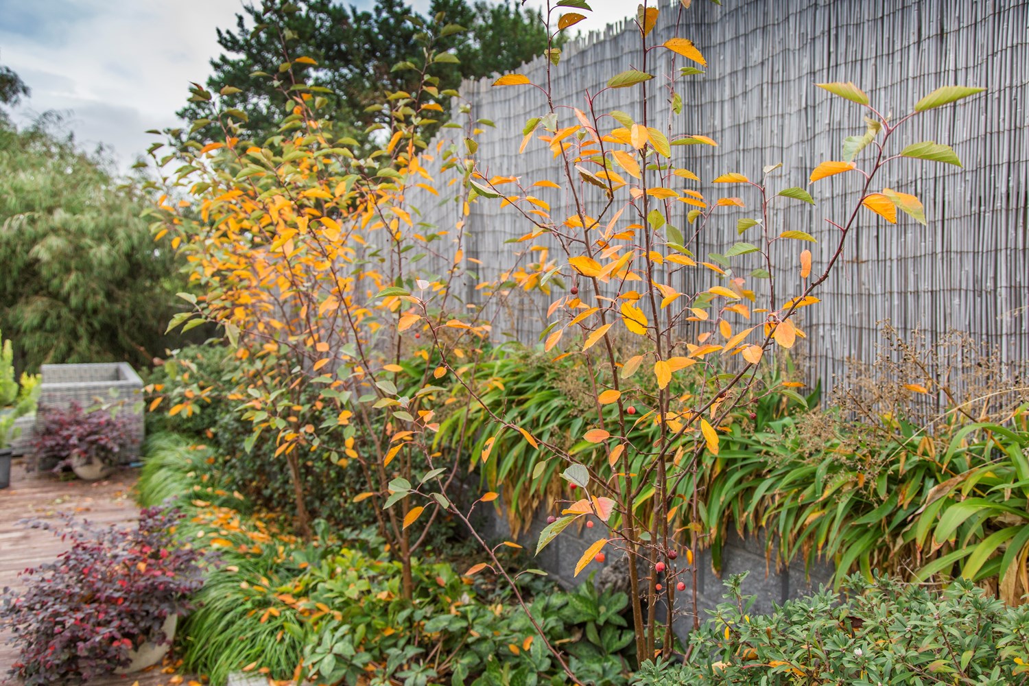 Website/Plants/2144398769/Images/Gallery/M.Wychwood Ruby - Autumn Foliage 2017-5.0.jpg