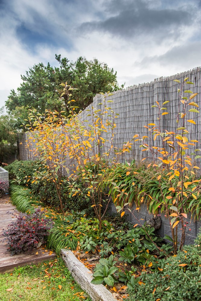 Website/Plants/2144398769/Images/Gallery/M.Wychwood Ruby - Autumn Foliage 2017-6.0.jpg