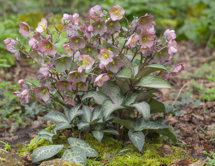 Website/Plants/2144399073/Images/Helleborus-HannahsBlush1.0.jpg