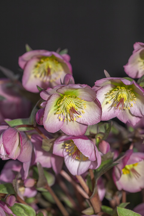 Website/Plants/2144399073/Images/Helleborus-HannahsBlush3.0.jpg