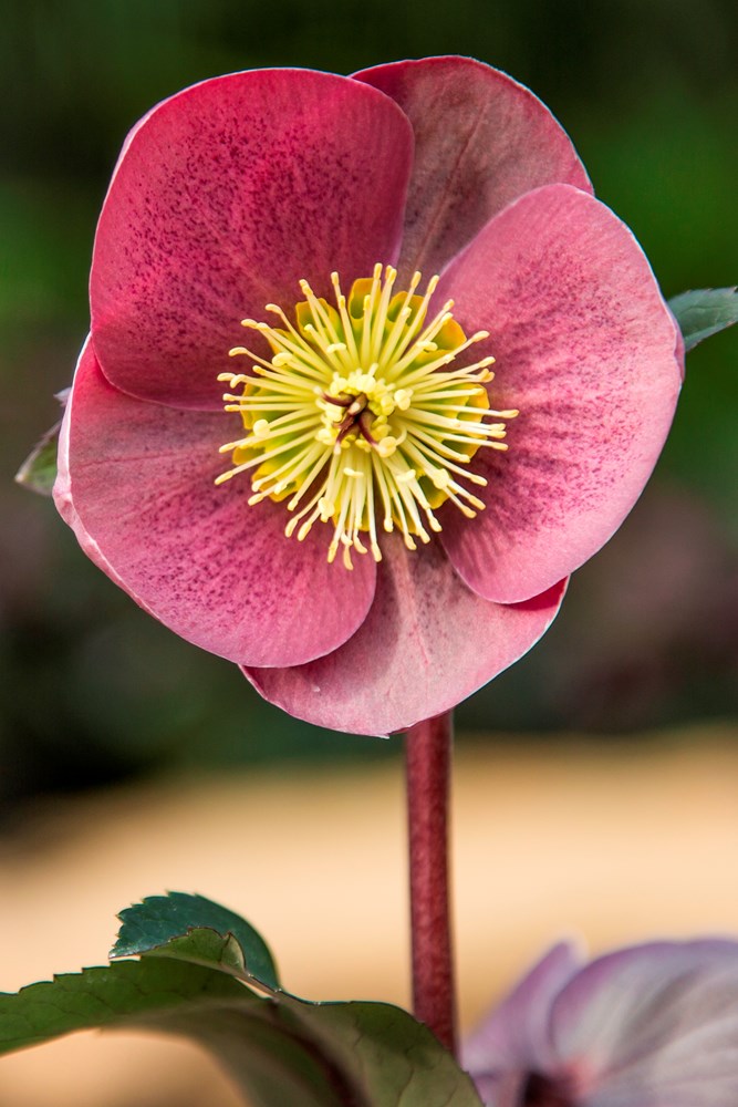 Website/Plants/2144399074/Images/Gallery/h_isabellas_ charm_01.0.jpg