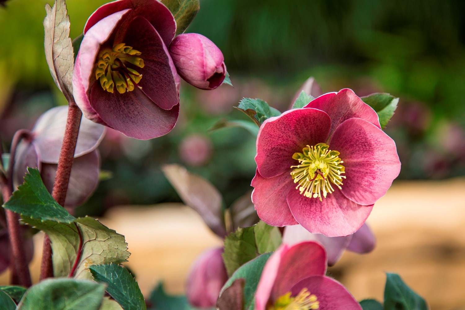 Website/Plants/2144399074/Images/Gallery/h_isabellas_ charm_02.0.jpg