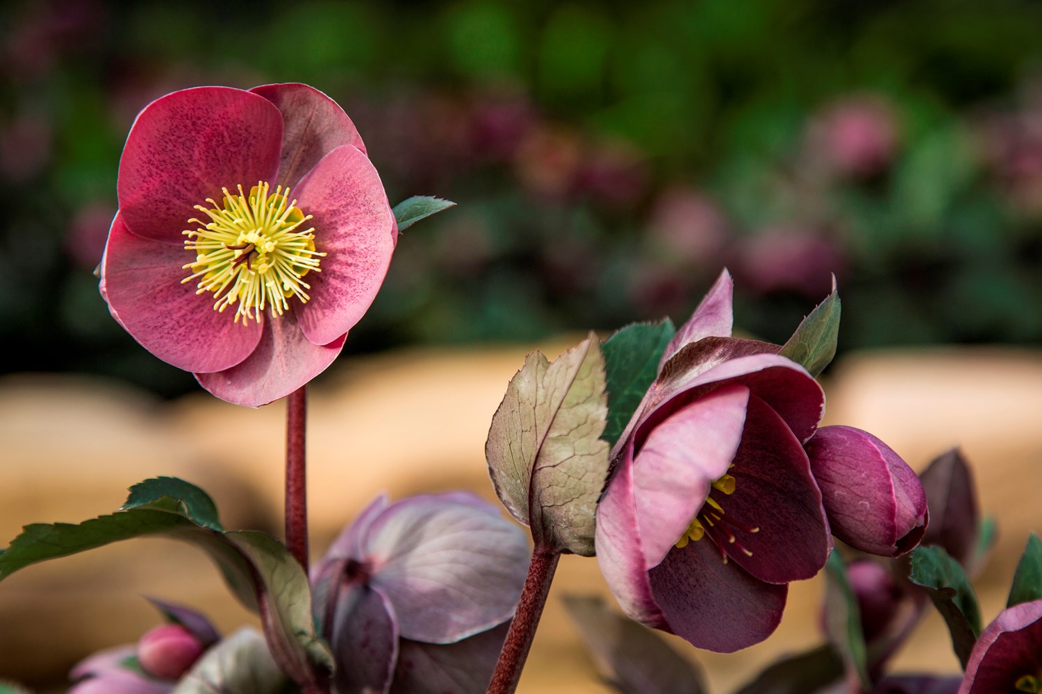 Website/Plants/2144399074/Images/Gallery/h_isabellas_ charm_03.0.jpg