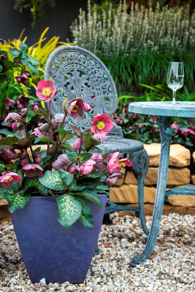 Website/Plants/2144399074/Images/Gallery/h_isabellas_ charm_05.0.jpg