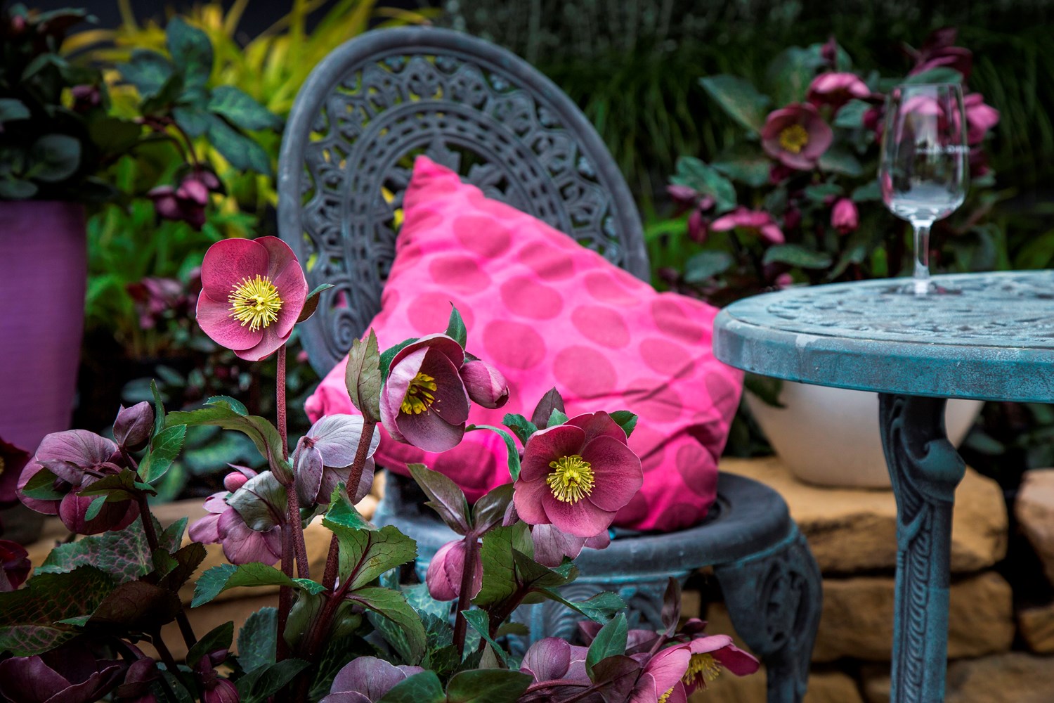 Website/Plants/2144399074/Images/Gallery/h_isabellas_ charm_06.0.jpg