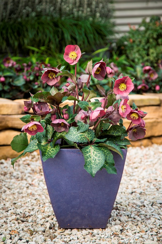 Website/Plants/2144399074/Images/Gallery/h_isabellas_ charm_07.0.jpg