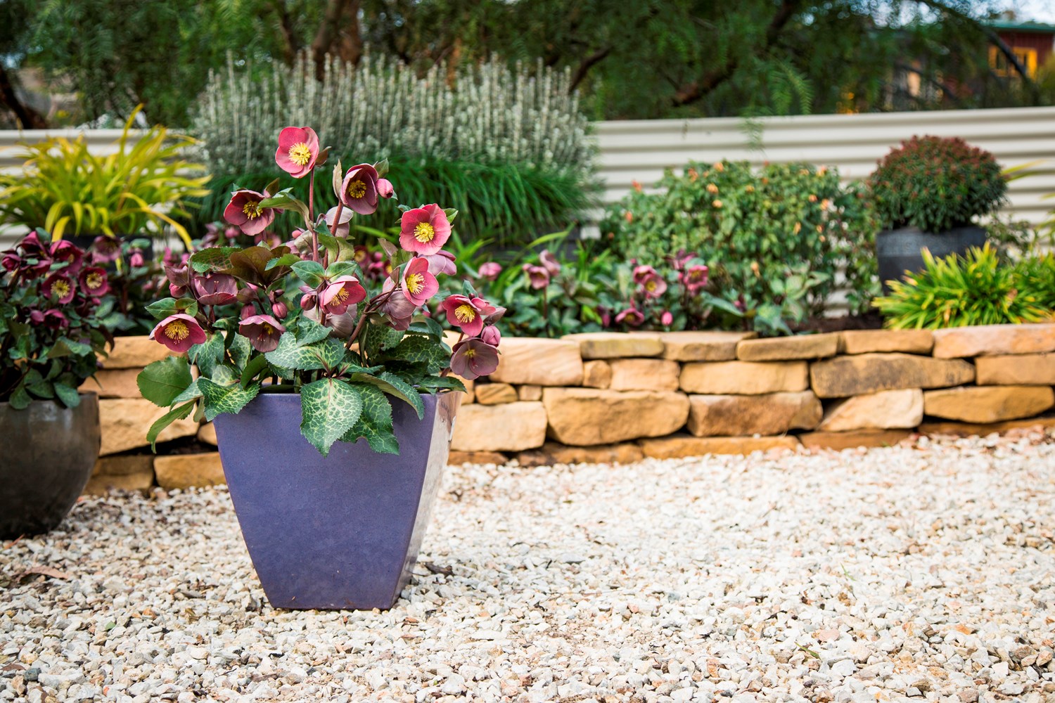 Website/Plants/2144399074/Images/Gallery/h_isabellas_ charm_08.0.jpg