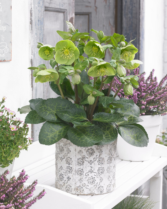 Website/Plants/2144399340/Images/Helleborus Illumi Lime.0.jpg