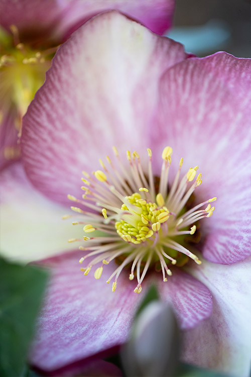 Website/Plants/2144399915/Images/h-magico.0.jpg