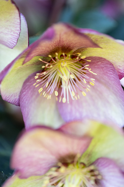 Website/Plants/2144399915/Images/h-magico2.0.jpg