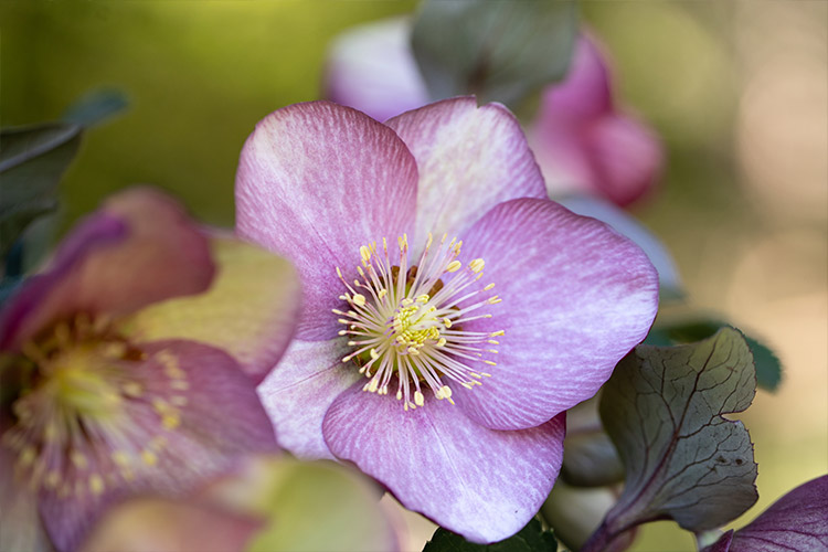 Website/Plants/2144399915/Images/h-magico5.0.jpg