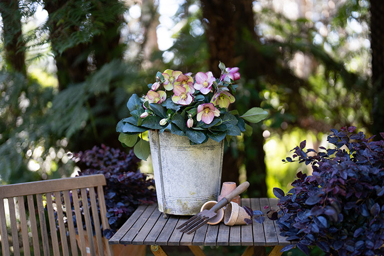 Website/Plants/2144399915/Images/h-magico6.0.jpg