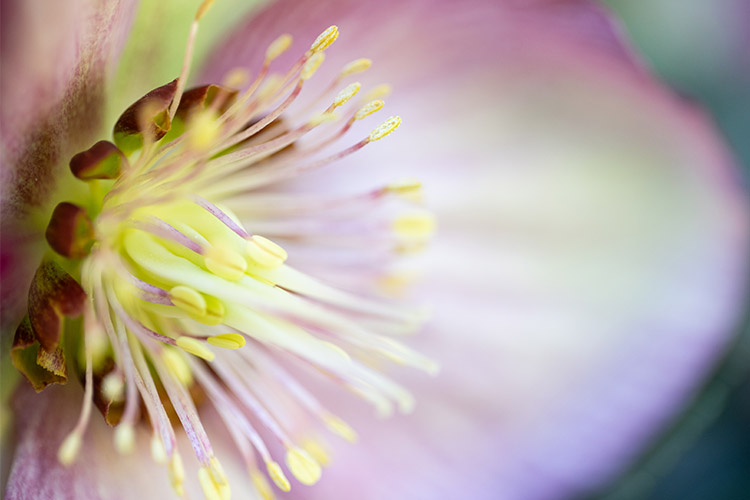 Website/Plants/2144399915/Images/h-magico7.0.jpg