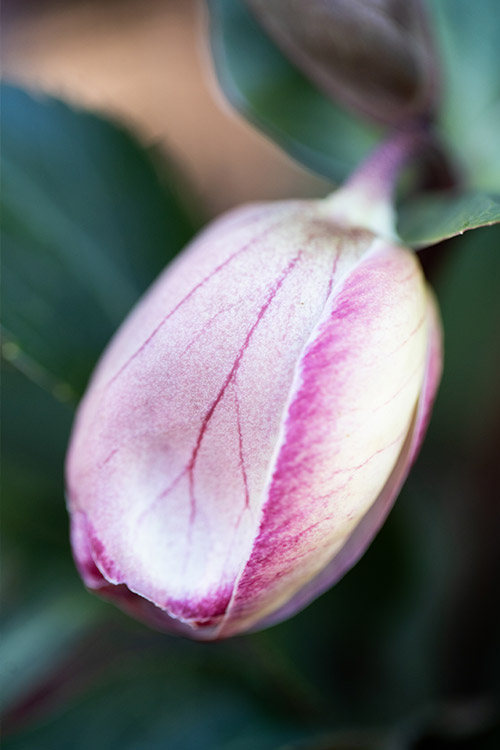 Website/Plants/2144399915/Images/h-magico8.0.jpg