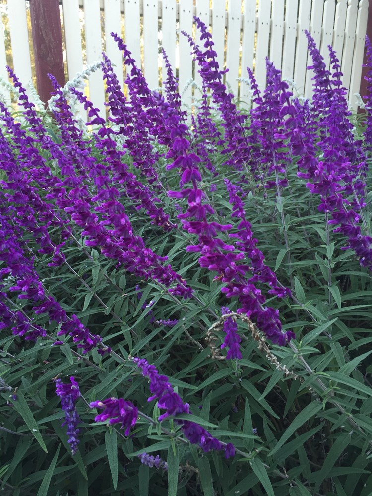 website-plants-110-images-gallery-s-santabarbara-10-0-jpg