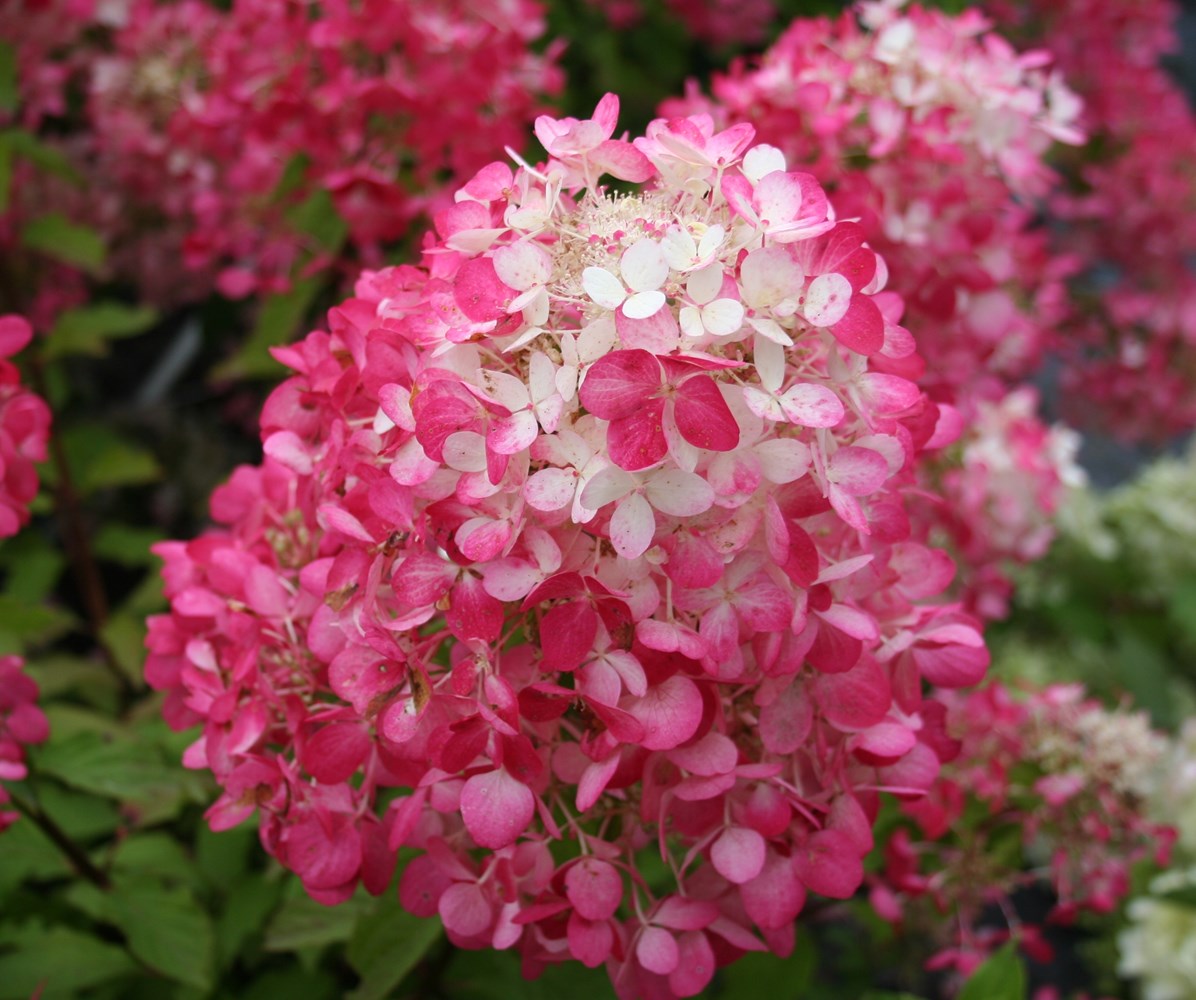Website/Plants/2144398624/Images/Gallery/h_diamondrouge_06.0.jpg