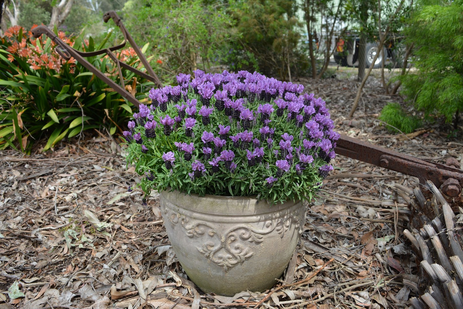 Website/Plants/2144398997/Images/Gallery/l_purpleberryruffles_08.0.JPG