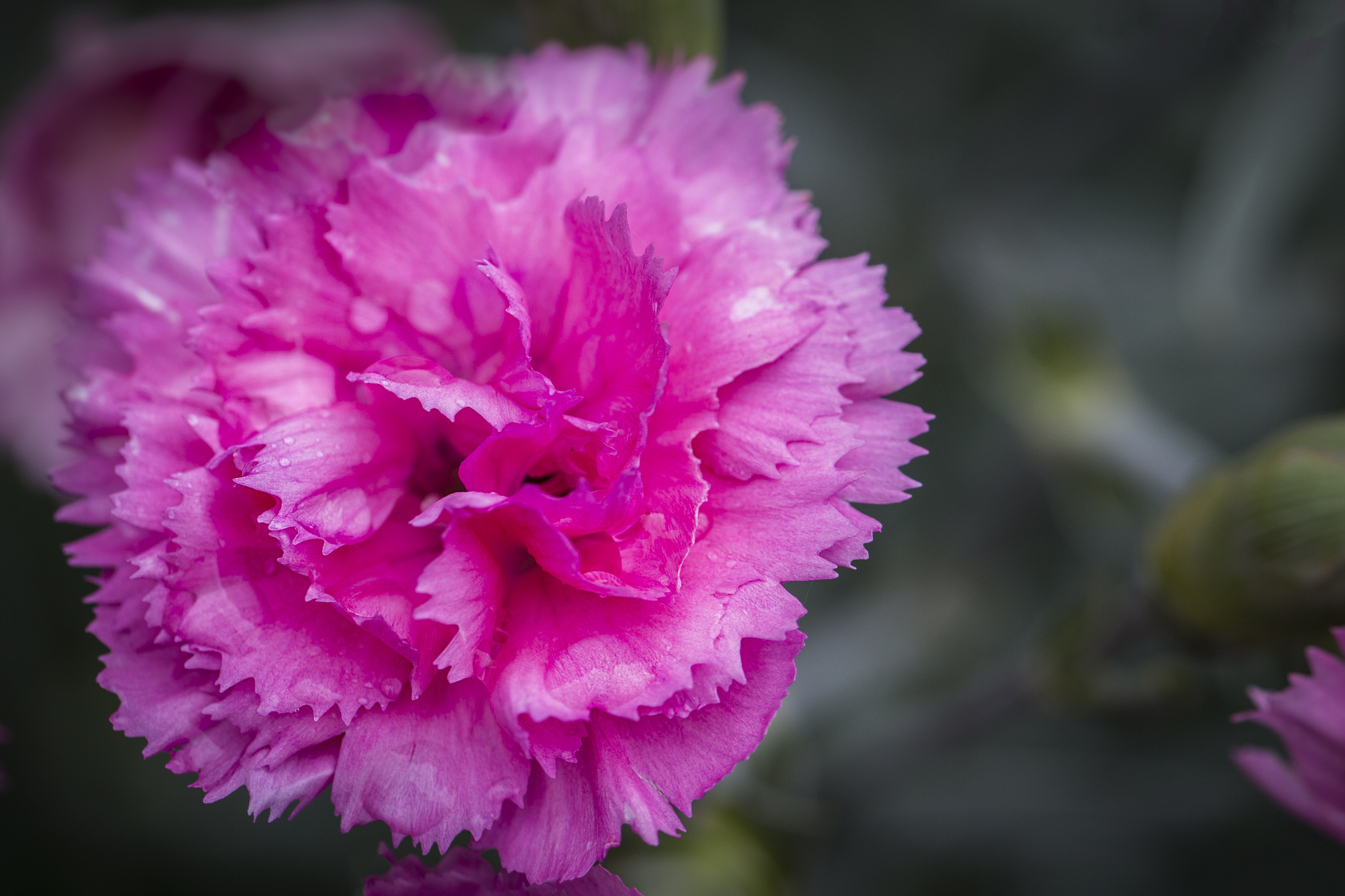 Website/Plants/2144399257/Images/Gallery/D.CandyFloss-DarkForm-Macro-43-Edit.0.jpg