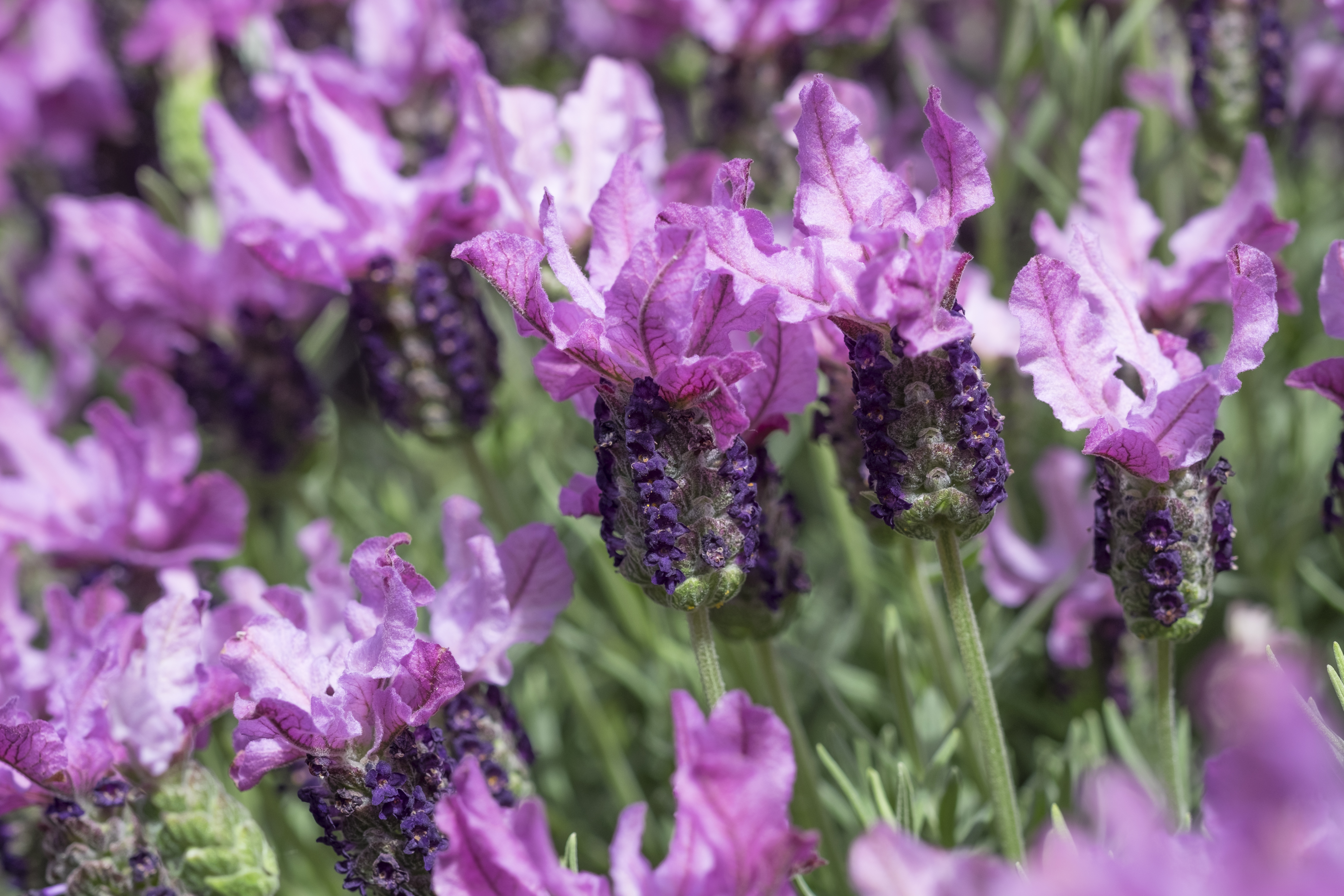 Website/Plants/2144399517/Images/Gallery/Lavandula_IB-510-48_Two-Tone_Pink1.0.jpg
