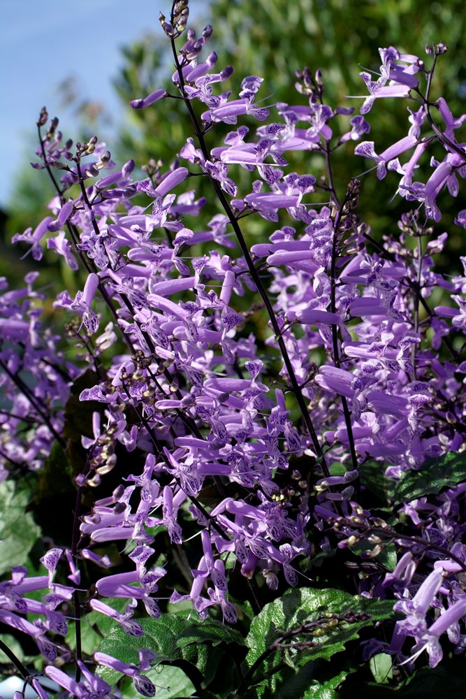 Website/Plants/351/Images/Gallery/p_monalavender_01.0.jpg