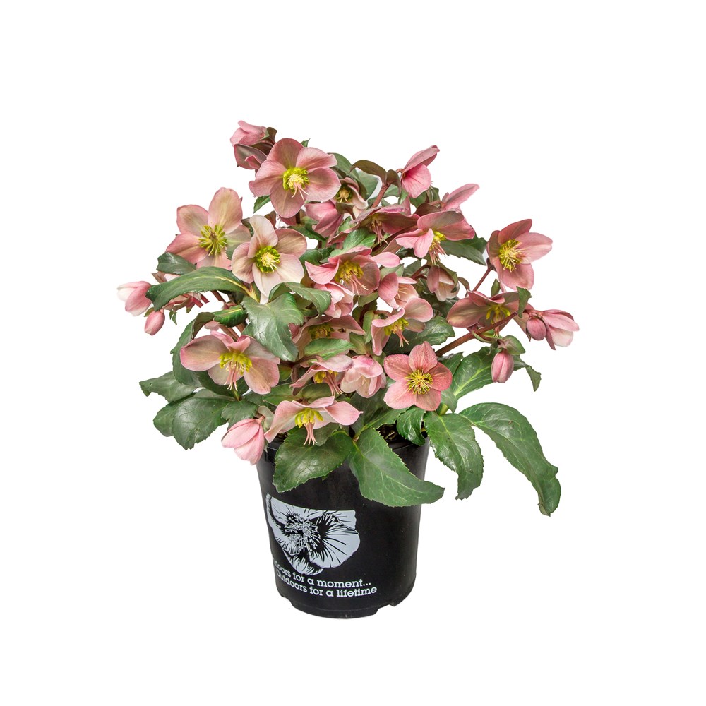 Acheter Plante Jardin Hellebores Angels Glow Pot 19cm Hauteur 50cm