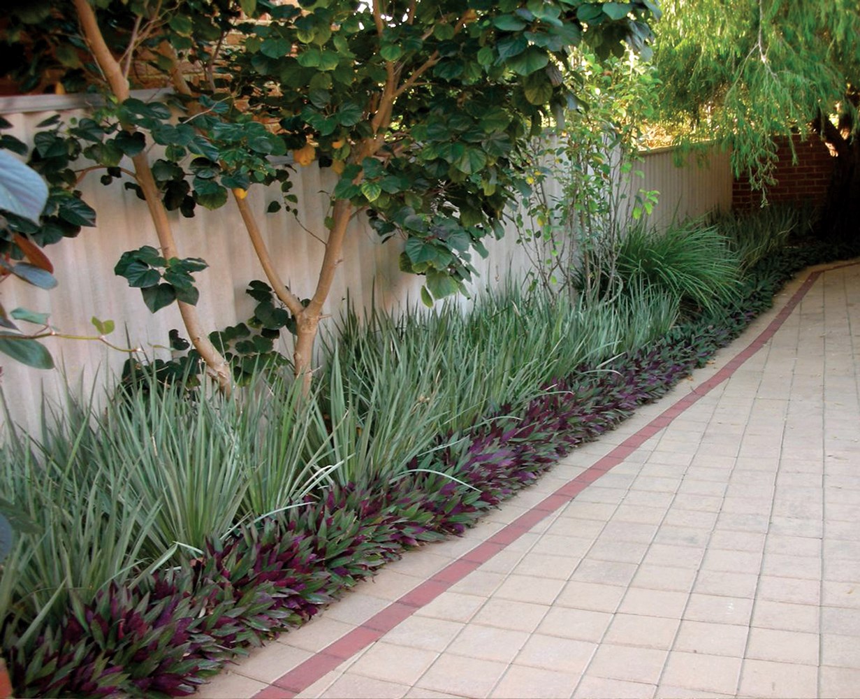 Website/Plants/433/Images/Gallery/d_whitetiger_03.0.jpg
