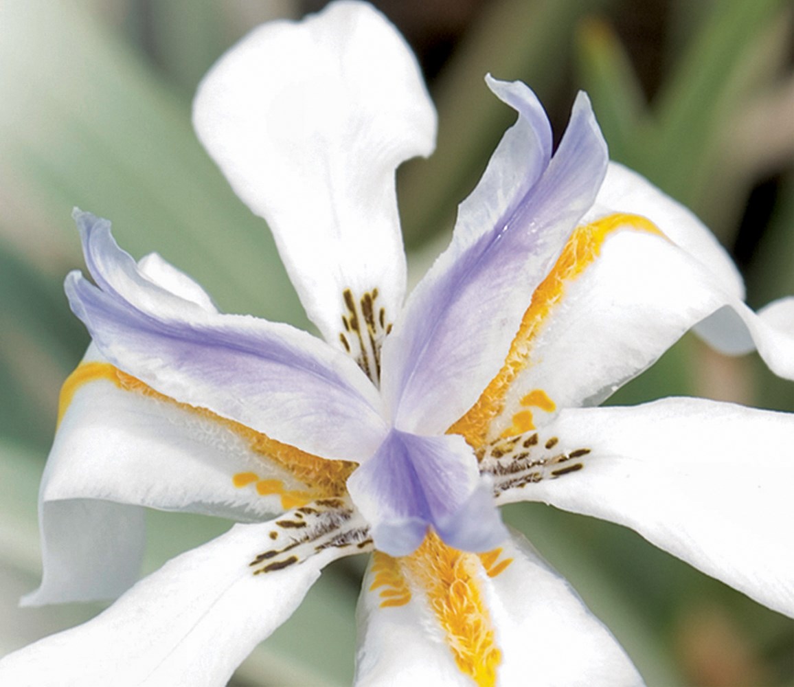 Website/Plants/433/Images/Gallery/d_whitetiger_06.0.jpg
