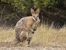 kangaroo