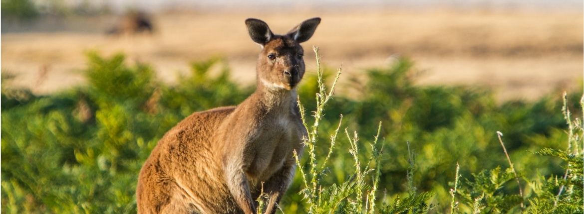 KI Wilderness Trail Header 2