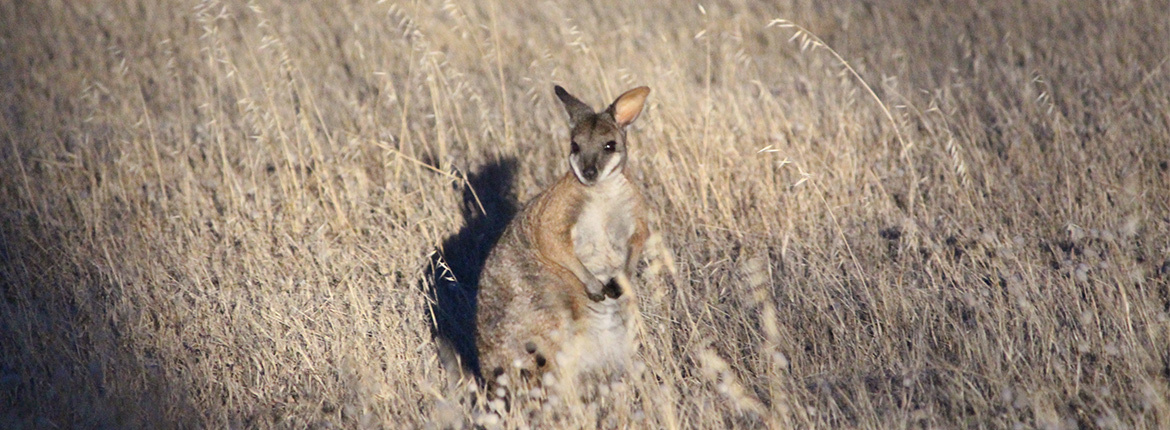 nocturnal-tour-wallaby
