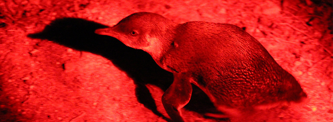 nocturnal-tour-fairy-penguin