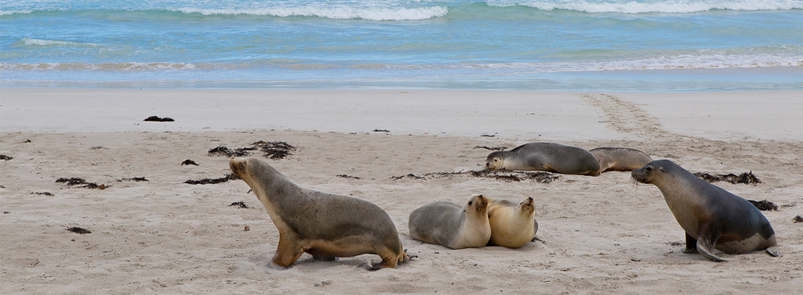Sealink Food And Wine Lovers Kangaroo Island Sealink Food And Wine Lovers Kangaroo Island