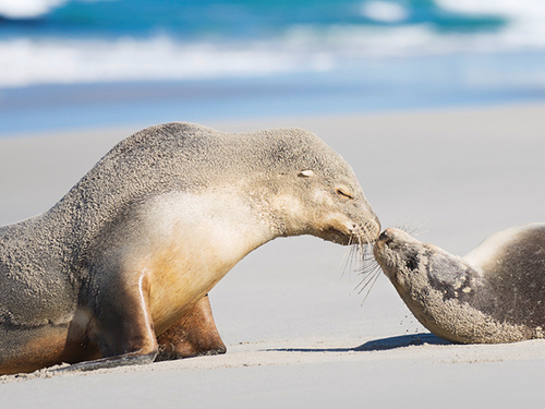 seal-bay-conservation-park-1200x450