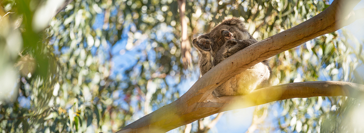 hanson-bay-wildlife-koala-1200x450