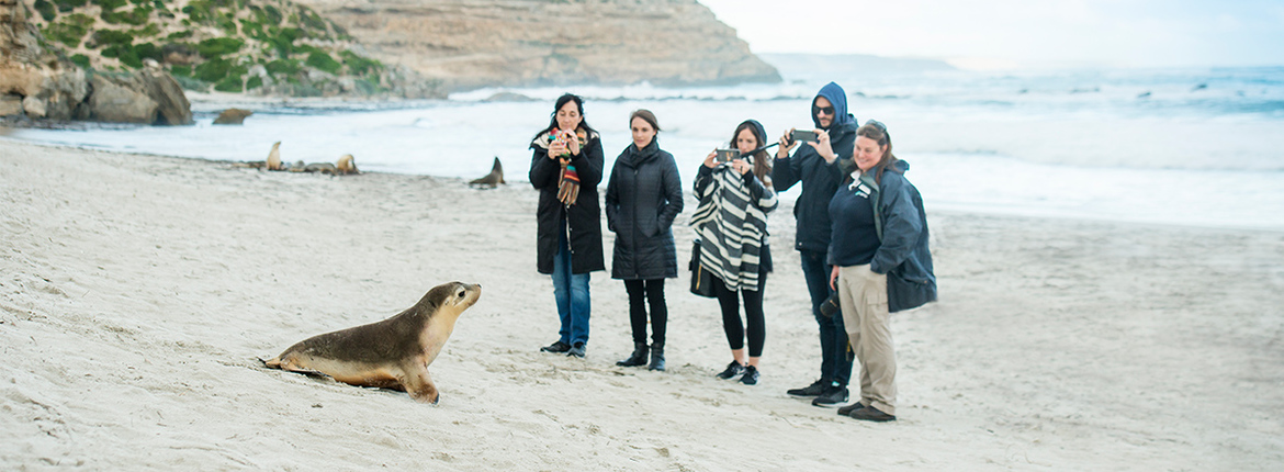 seal-bay-kangaroo-island-1200x500