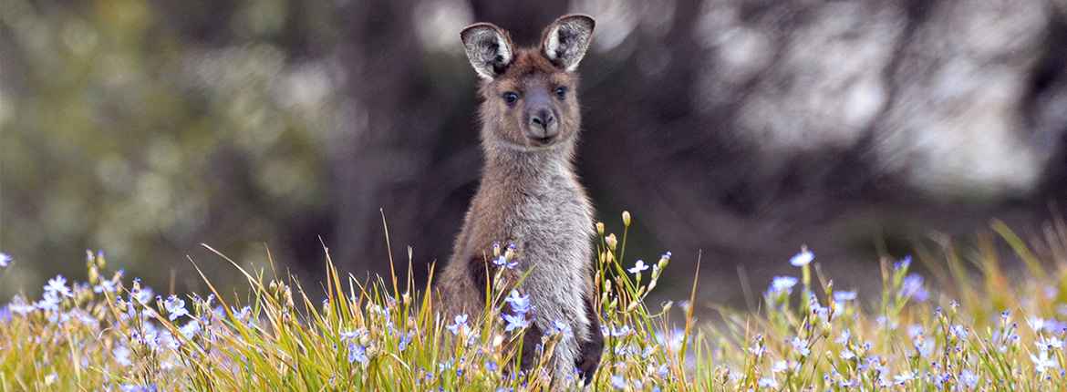 kangaroo-island-kangaroo-1200x500