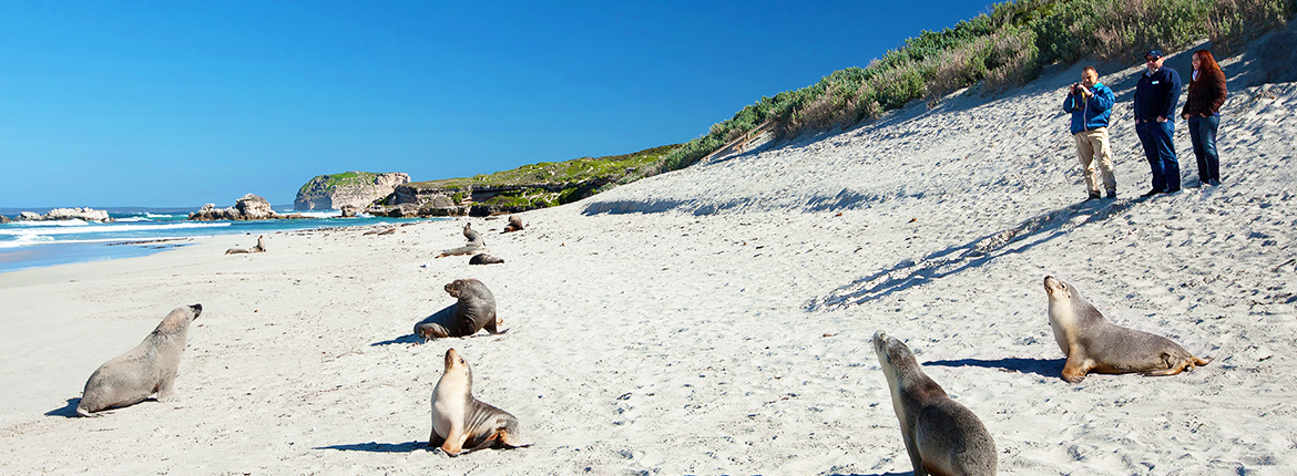 seal-bay-beach-tour-1170x430