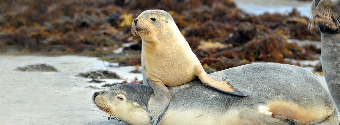 snapshot-tour-sealbay-1170x430