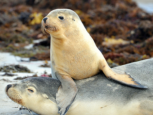 snapshot-tour-sealbay-1170x430