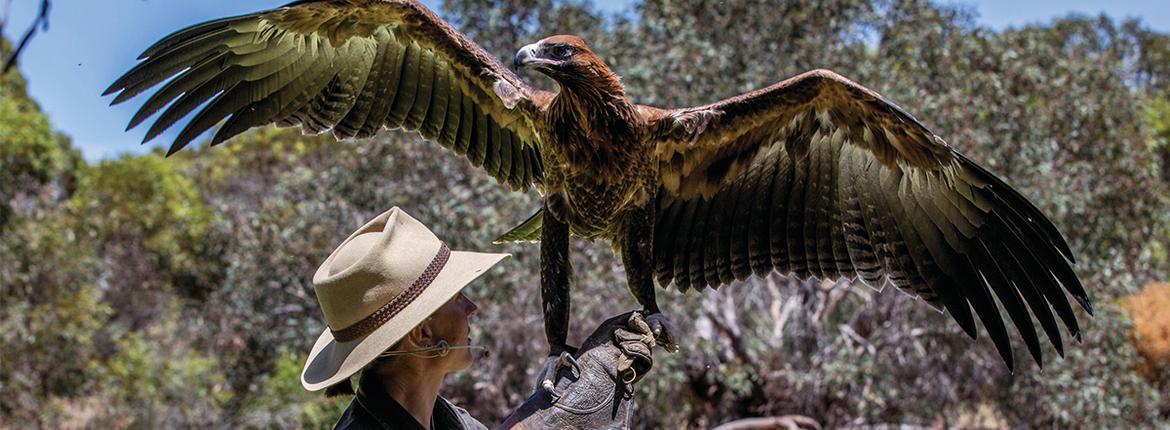 raptor-domain-1200x450