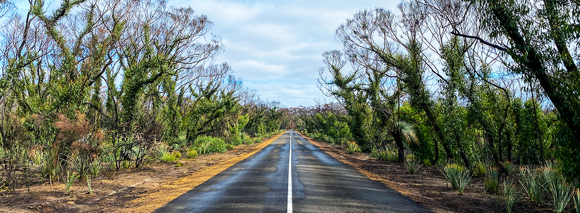 bushire-regrowth-1200x450