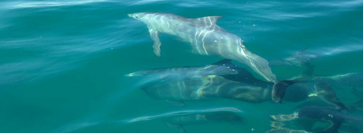 ocean-safari-dolphins-banner