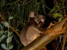 Hanson Bay Wildlife Sanctuary Nocturnal Tour Koala and Baby