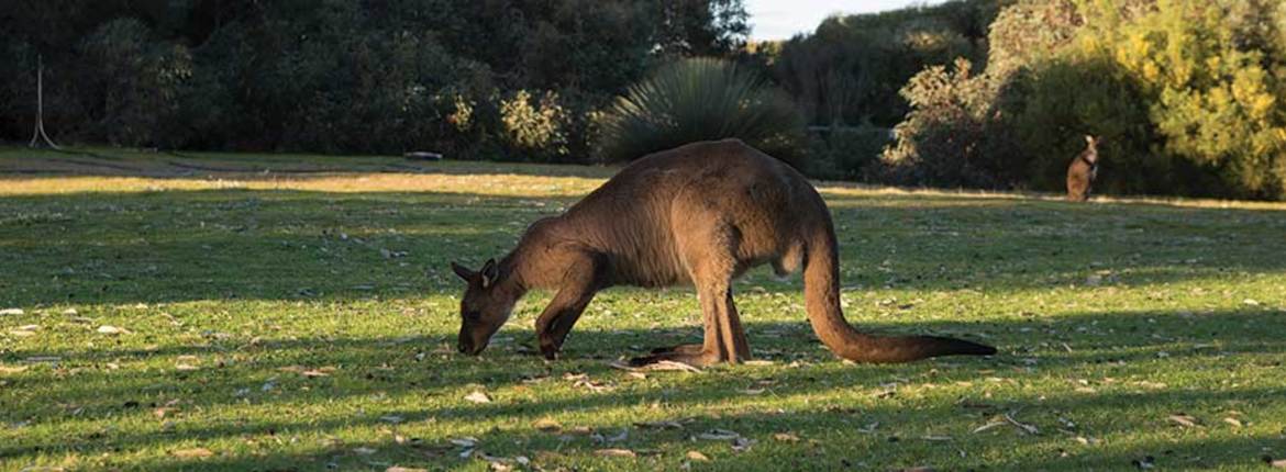 kangaroo-938x345