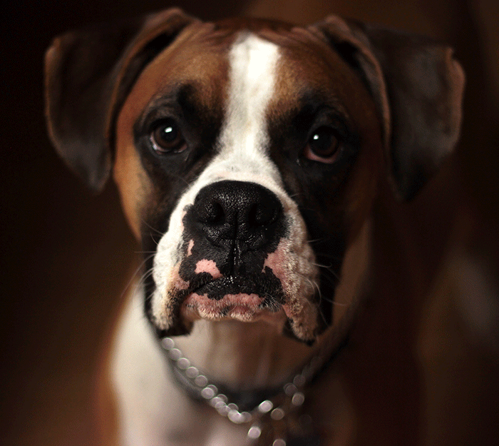 Palette Knife Photoshop Action - 3