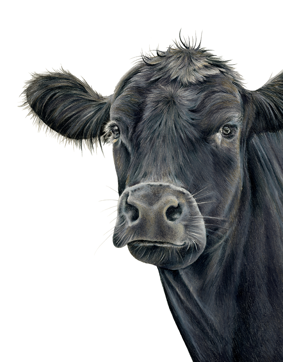 A3 Limited Edition Angus Cow Print | Donated By Popcorn Blue