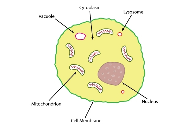 Structure of an animal cell — Science Learning Hub