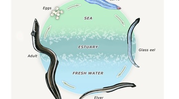 Mussel life cycle — Science Learning Hub